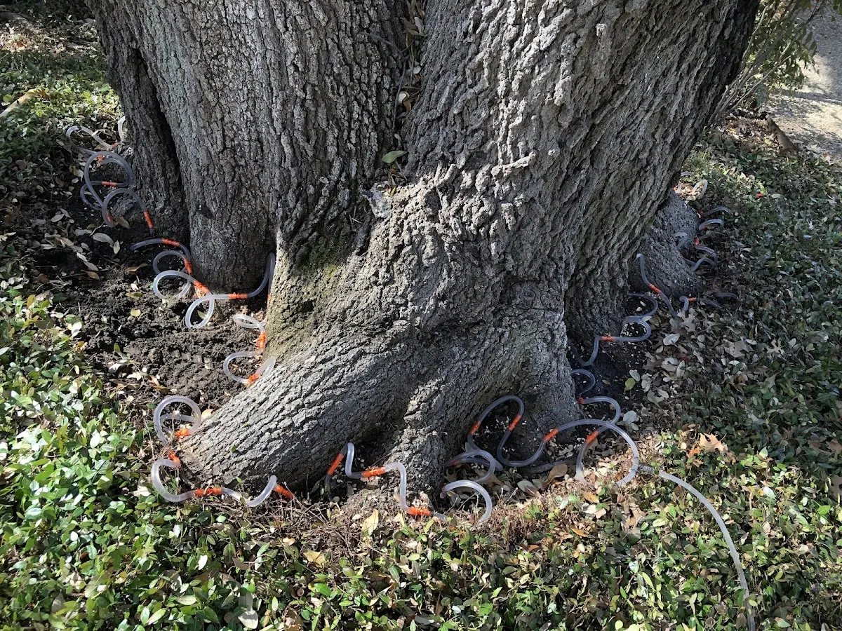 Detailed Tree Cabling and Bracing job site in Sawyer